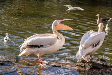 A pair of Great White Pelican looking for food.