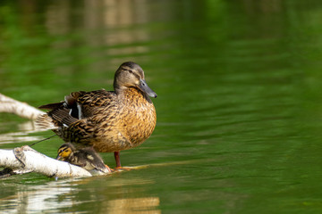Fototapeta premium wild duck and duckling sit on a flooded branch in a pond.