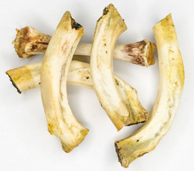 gnawed bones on a white background