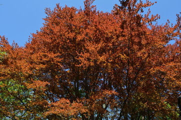 Red crown of beech on a background of blue sky