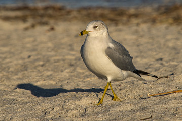 Eine Möwe Seagull Vogel beim Sonnenuntergang am Strand von Florida, Beine im Sand und Wellen im Hintergrund