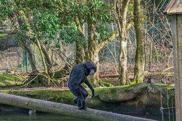 Black Gibbon located in a zoo in Ireland.