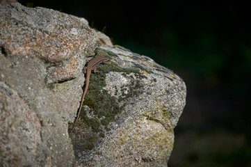 Lizard in the sun in Spain in spring