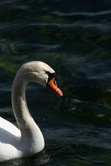 Fototapeta premium Duck in the Lake by City