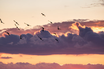 birds in the sky during sunset