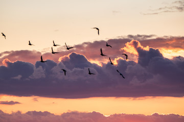birds in the sky during sunset