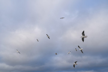 many gulls fly over the stormy sea