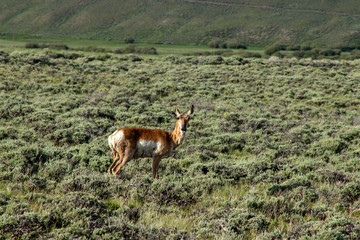 A brown and white antelope standing on top of a lush green field in Wyoming.