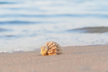 beautiful shell lies on the beach, next to the azure water of the sea