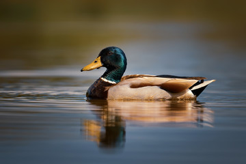 Mallard duck - Anas platyrhynchos, common water bird from European rivers and lakes, Hortobagy National Park, Hungary.