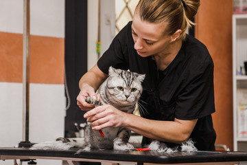 vet cutting cat toenails. isolated on white background