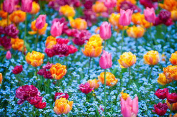 Selective focus view of colorful tulips blooming in a spring garden