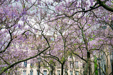 Spring paulownia trees with purple blossoms flowering in  Place Edmond Michelet in Paris, France
