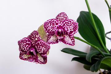 A beautiful, fragrant maroon spotty orchid bloomed at home. Stunningly beautiful blooming orchid...