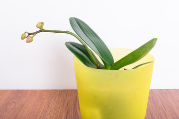 Beautiful orchid with non-bloomed buds close-up. Growing orchids at home.