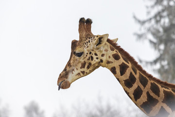 Giraffe Rothschild in winter between trees with tongue torn