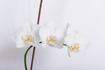 A beautiful, fragrant white orchid bloomed at home. Stunningly beautiful blooming orchid close-up.