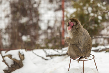 Red-haired macaque in winter on snow