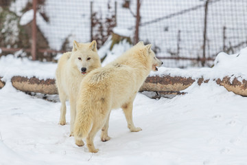 Arctic wolf in winter on snow