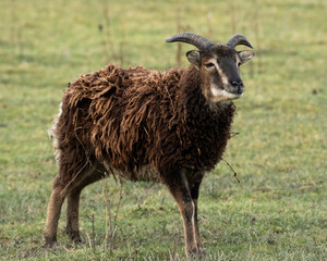 Closeup of a brown soay sheep
