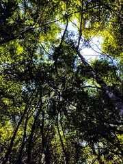 Obraz premium O céu da floresta