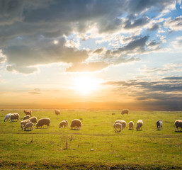 sheep herd graze on a pasture at the sunset, countryside scene