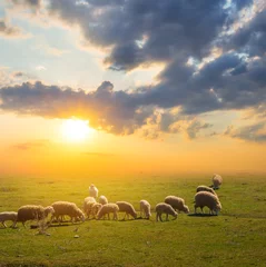 Selbstklebende Fototapeten sheep herd graze on a pasture at the sunset, countryside scene © Yuriy Kulik