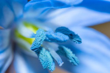 closeup micro spring Scilla flower, spring nature background