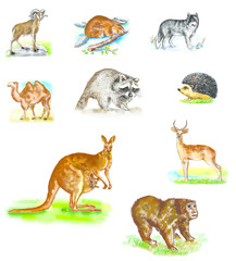 Animal collection. Animals of Europe are many. Wolf, badger, hedgehog, ram, beaver, antelope, camel, deer, monkey, kangaroo isolated. Wild mammals. Natural objects.