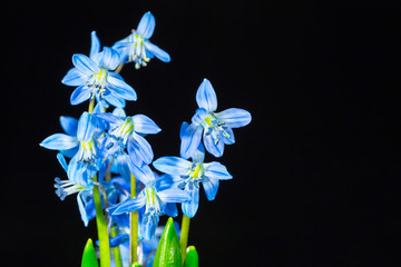 closeup heap of blue Scilla flowers on a dark background, beautiful spring background