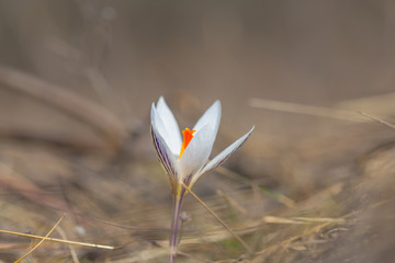 closeup white crocus flower among a prairie dry grass