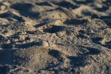 Eine Muschel liegt im Sand am Strand von Sanibel Island