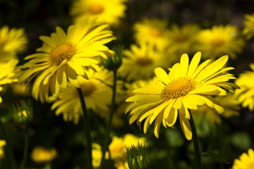Doronicum orientale (Leopard's Bane) - spring flower like a yellow daisy, beautiful background. Sunflower family (Asteraceae)