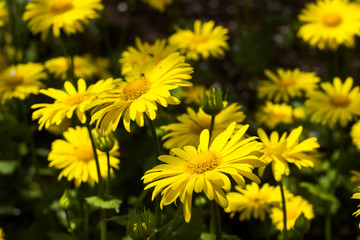 Doronicum orientale (Leopard's Bane) - spring flower like a yellow daisy, beautiful background. Sunflower family (Asteraceae)