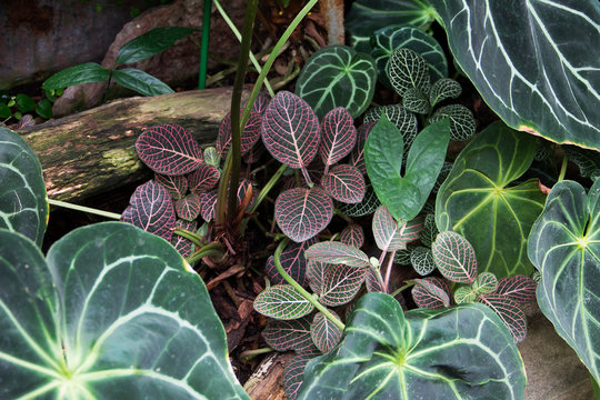 Fittonia And Anthurium Magnificum In Garden