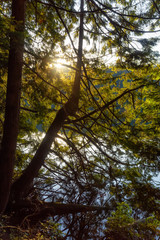 Beautiful and Vibrant Green Woods with fresh trees near a lake during sunset. Taken in White Pine Beach, Port Moody, Vancouver, British Columbia, Canada.