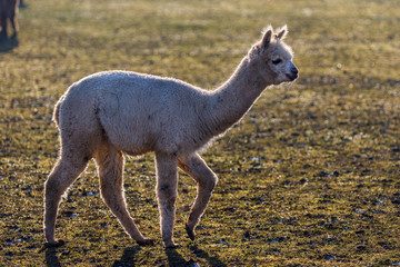 Alpaka