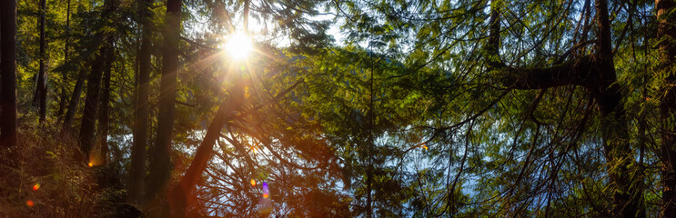 Fototapeta premium Beautiful and Vibrant Green Woods with fresh trees near a lake during sunset. Taken in White Pine Beach, Port Moody, Vancouver, British Columbia, Canada. Panorama
