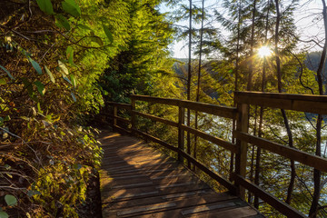 Beautiful and Vibrant Trail in the Green Woods with fresh trees near a lake during sunset. Taken in White Pine Beach, Port Moody, Vancouver, British Columbia, Canada.