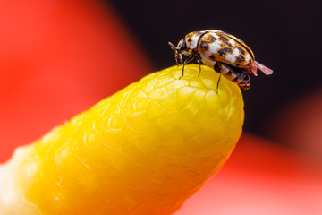 Beetle on leaf