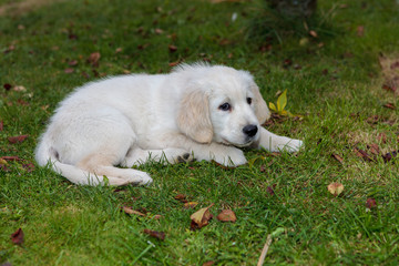 Small white puppy with brown eyes lying on green grass