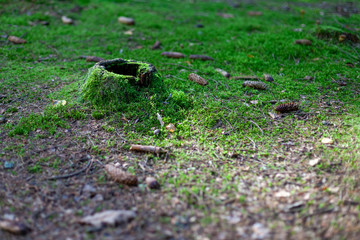 Old slit and grated stump covered in green moss