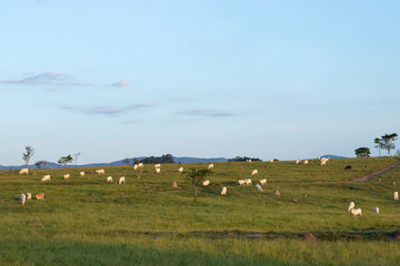 Cows in the field. White cows grazing. 