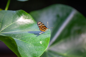 Small orange-black butterfly sitting on a large green leaf and illuminated by the sun's rays