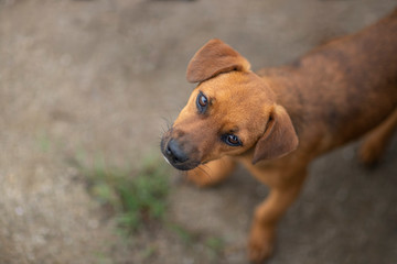 Cute portrait of a puppy dog. Puppy looking up. 