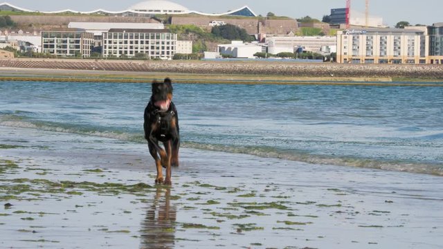 A Doberman Pinscher goes wild on the beach