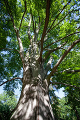A view of the crown of an old trashy tree with green leaves