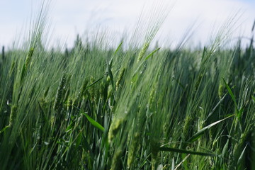 Weizen Gerste Weizenfeld Gerstenfeld im Wind unter blauem Himmel