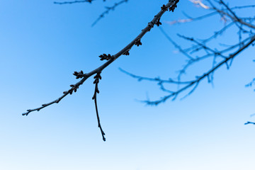Leafless tree branches against the blue sky. Natural background in blue.