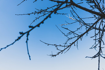 Leafless tree branches against the blue sky. Natural background in blue.